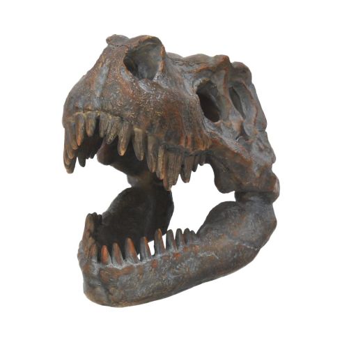 Tyrannosaurus Rex Skull Freestanding 16cm