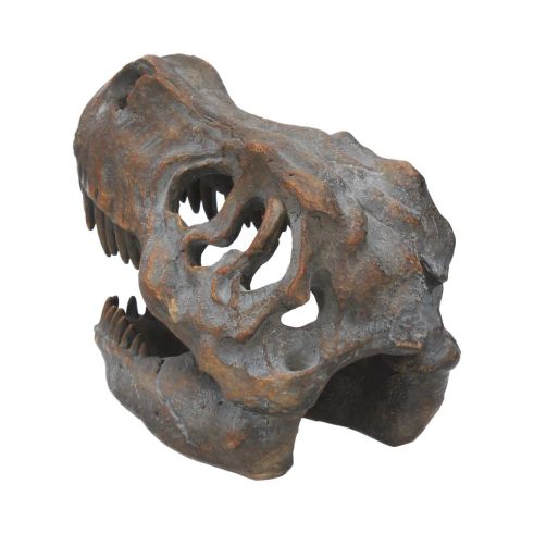 Tyrannosaurus Rex Skull Freestanding 16cm