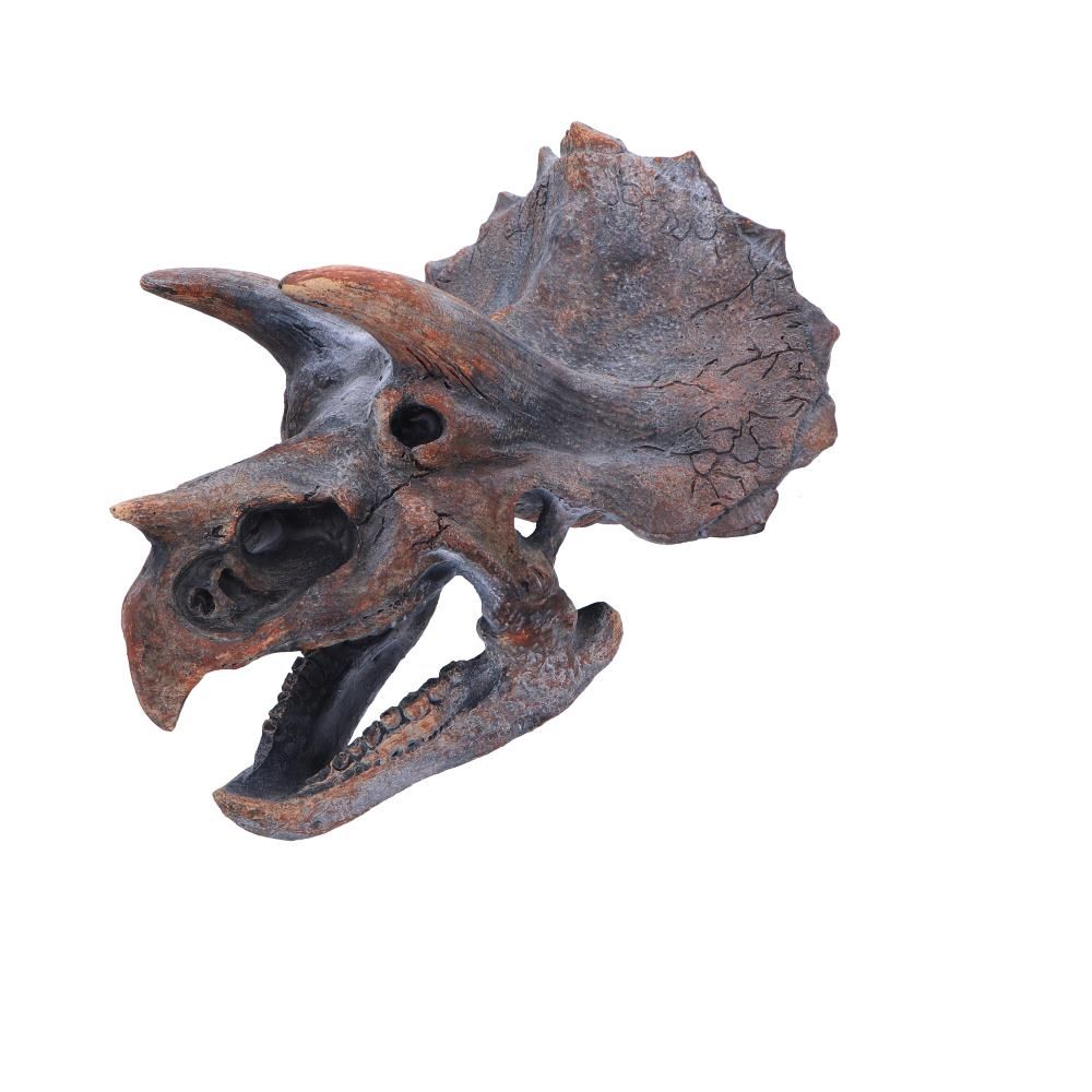 Triceratops Head 23cm