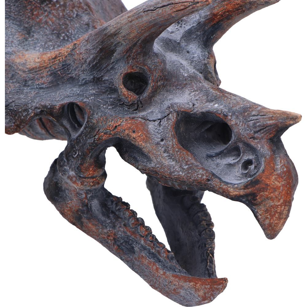 Triceratops Head 23cm