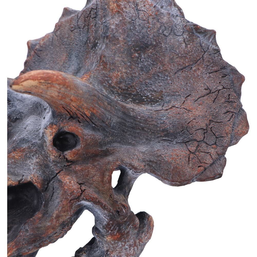 Triceratops Head 23cm